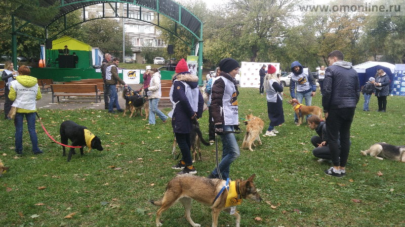 SUN DOG FEST выставка-пристройство собак из муниципального приюта Солнцево